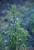 بادرشبو